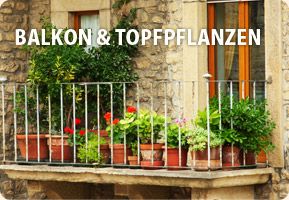 Balkon-Topfpflanzen