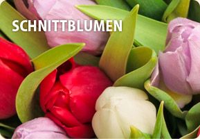 Schnittblumen